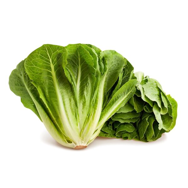 lattuga